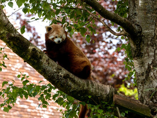 red panda on a tree in rest time - Powered by Adobe