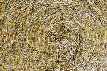 corn field and detail of straw