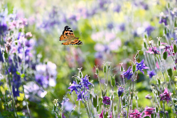 Schmetterling 1088 © K.-U. Häßler