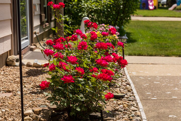 a cherry red rose bushes blooming in the front garden