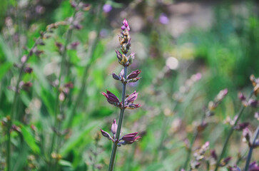 Common sage (salvia officinalis) in bloom during spring with beautiful purple and blue flowers