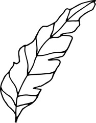 Single hand drawn herbal elements. Doodle vector illustration for, logo and greeting card.