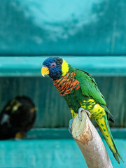 Lorikeet