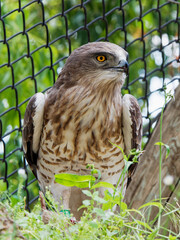 Snake Eagle