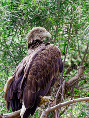 A Vulture