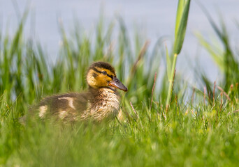 Duckling
