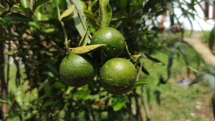 young citrus fruit on the tree