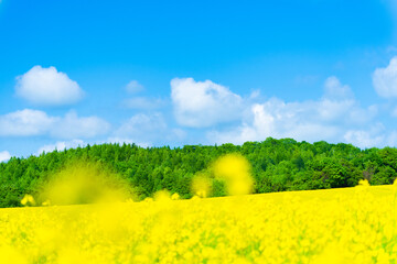 青い空と満開の菜の花畑