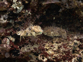 Birdbeak burrfishes kissing in a coral cave. Muscat, Oman.