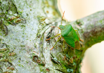 macro shot Green shield beetles