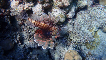 Common lionfish or devil firefish, Indian lionfish (Pterois miles) undersea, Red Sea, Egypt, Sharm El Sheikh, Nabq Bay
