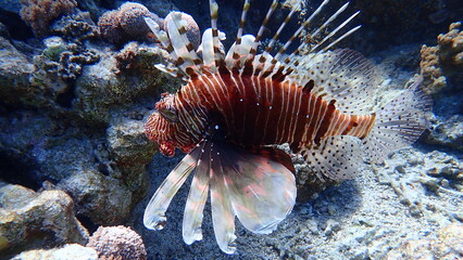 Naklejka na ściany i meble Common lionfish or devil firefish, Indian lionfish (Pterois miles) undersea, Red Sea, Egypt, Sharm El Sheikh, Nabq Bay 