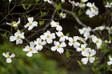 Naklejka na ściany i meble White Dogwood Blooms in Springtime