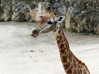 Giraffe