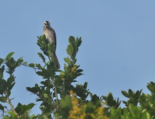 Yellow-vented bulbul perched on a tree