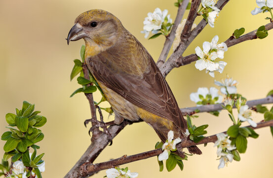 Close-up of a Red crossbill (Loxia curvirostra) perching at a small branch on an Almond tree in bloom, Spain