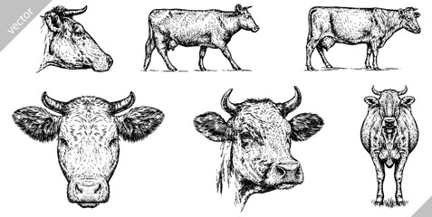 Vintage engraving isolated cow set illustration ink sketch. Farm bull background beef animal silhouette art. Black and white hand drawn vector image - 609005764