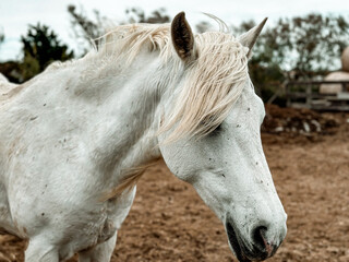 Obraz premium Colorful portrait of a beautiful Camargue horses in a field near a stables and horse riding school. Saintes-Maries-de-la-Mer, Camargue, Provence, France.