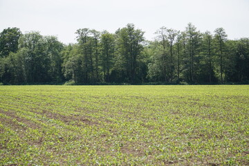 Kukurydza rośnie na polu. Młoda kukurydza rośnie blisko lasu.