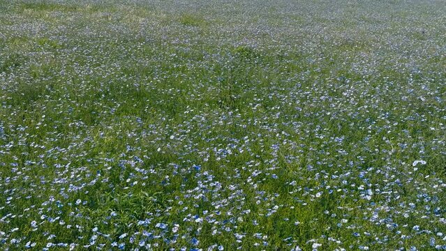 linen field - linum usitatissimum. Massively blooming of Flax in large areas of the dry steppe. Blue flax flowers swaying in the wind. Insect pollinators fly in front of the camera. Slow motion video