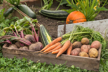Harvest of fresh raw carrot, beetroot, pumpkin,  and potato in wooden box in garden. Harvesting organic summer autumn vegetables
