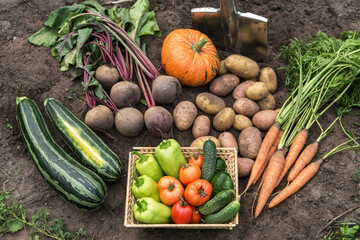 Autumn harvest of different fresh organic vegetable on soil in garden. Freshly harvested carrot, beetroot, pumpkin, zucchini, potato, tomato, pepper and cucumber