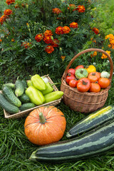 Harvest of Pumpkin, zucchini, tomato, pepper and cucumber on grass. Different fresh organic vegetables in garden 