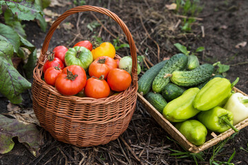 Organic vegetable in basket close up. Freshly harvested tomato, pepper and cucumber in garden