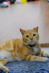 Fototapeta premium a photo of a ginger cat sitting and relaxing on the mat in front of the door