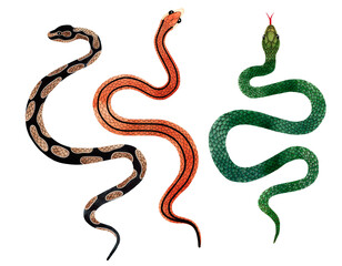 Watercolor Snakes top view illustration. Isolated on transparent background. Watercolour reptile set