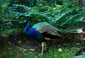 Naklejka premium lonely peacock in the forest 
