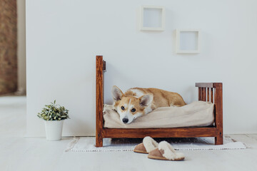 Corgi dog lies on the bed at home.