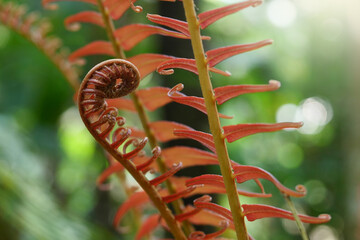 Fern leaves in tropical rainforest.