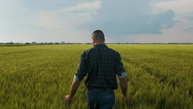 Rear view of young farmer walking in a green wheat field examining crop.
