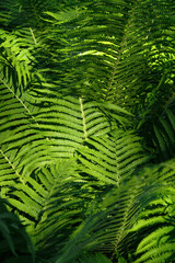 green fern leaves nature background