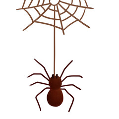 spider