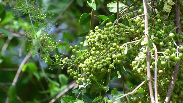 Henna (Lawsonia inermis) Bunch of fresh small round seeds at branch, greenish young seeds of Mehndi tree, Used as herbal hair dye