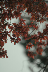 hermosas pequeñas hojas en otoño.
hojas coloridas de otoño. pequeñas hojas en un árbol en otoño. toma macro
