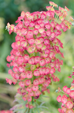 Euphorbia - spurge - june