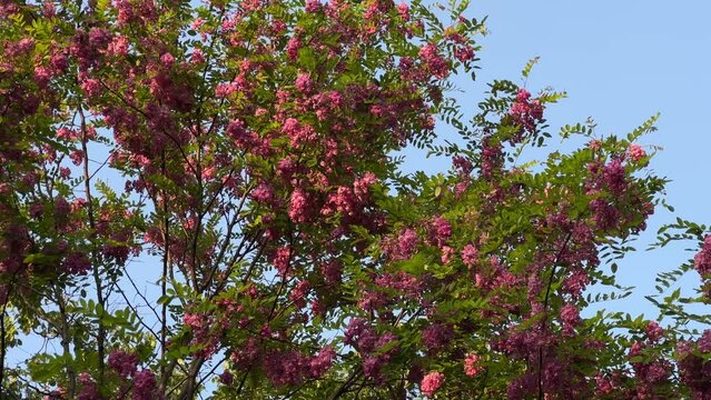 Rose acacia branches with blue sky at background