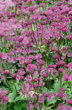 Astrantia 'Claret' - june