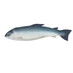 Salmon fish isolated on white background 