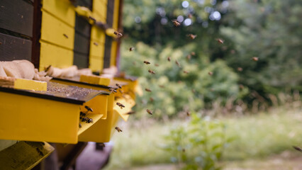 Busy bees activity on the beehive's landing board, returning bees with collected nectar and pollen,...
