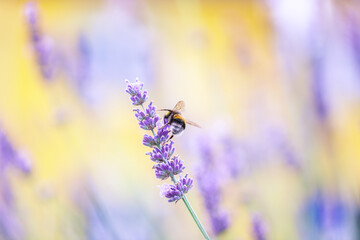 A sunny, bright close-up of a bee sitting on a lavender stem pollinating the flowers.