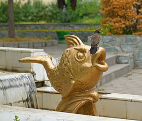Common myna or Indian myna (Acridotheres tristis) on gold fish sculpture in Soviet Park in Bishkek, Kyrgyzstan