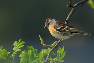 Brambling (Fringilla montifringilla)