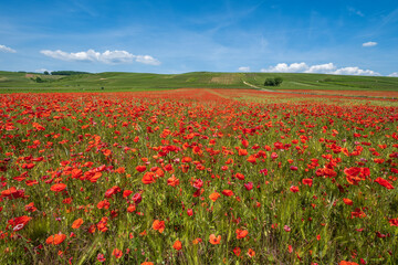 Fototapeta na wymiar A field of red poppies in bloom under a white-blue sky with vineyards in the background in the Guldenbach valley/Germany in Rhineland-Palatinate