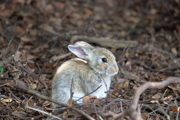 大久野島の子うさぎ　（広島県）