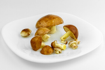 golden mushrooms, fresh, picked in a pine forest, cleaned and soaked in a bowl of water