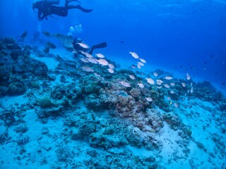 School of Striped large-eye bream in Kerama, Okinawa